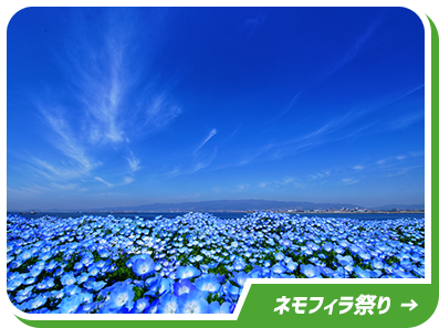 ネモフィラ祭り