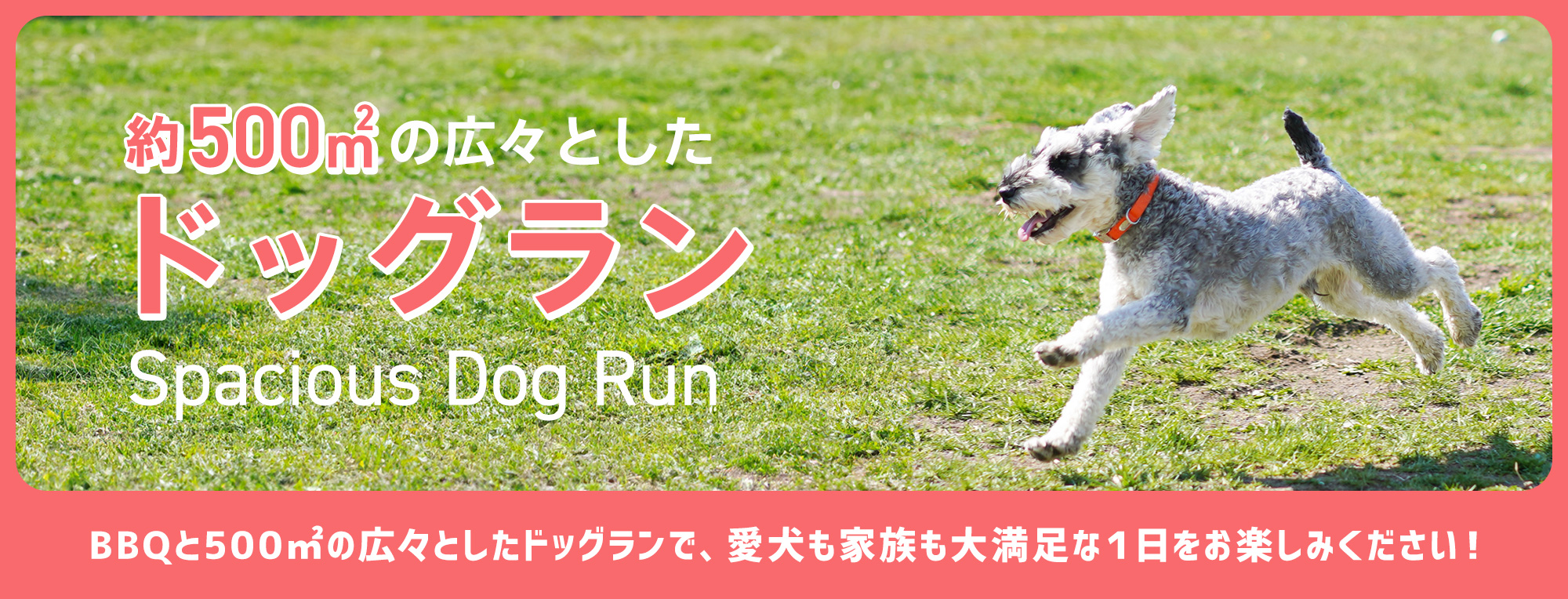 ドッグラン